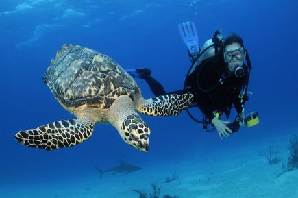 Diving Center in Marsa Alam